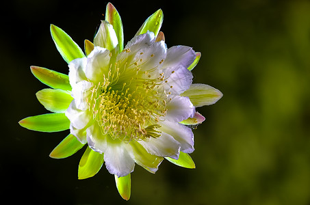 精美白色昙花塞耳斯韦尔维努斯异国季节性花瓣昙花情调女王区系白色蜡样兰花背景