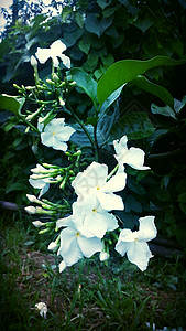 鲜花花园信仰白色叶子倾斜清洁度咖啡树叶栀子花栀子绿色背景图片