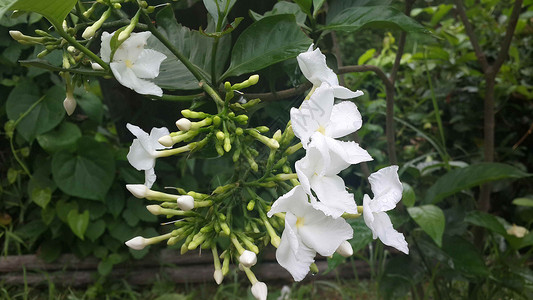 鲜花花园绿色倾斜栀子花清洁度信仰白色咖啡树叶繁荣叶子背景图片