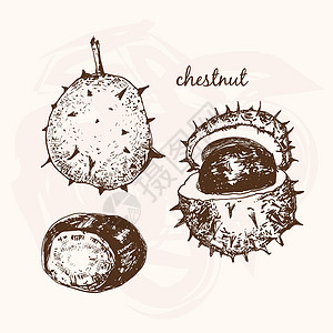 烤栗子栗子变化植物核桃棕色水果插图草图植物学雕刻墨水插画