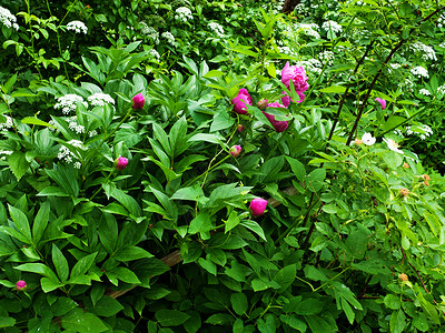 花园园植物植物群宏观植被花朵花园背景图片