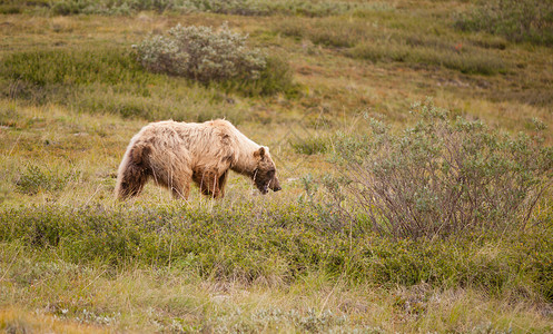 棕熊吃太阳眼镜大型野灰熊保护德那利国家公园 阿拉斯加背景