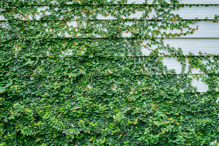 长线墙叶子建筑爬山虎结构生长植物藤蔓绿色背景图片