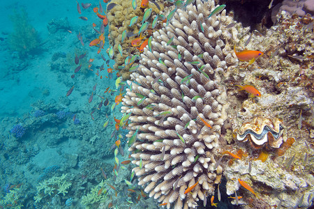 含外来鱼类的珊瑚礁 安提亚斯和绿铬 水下高清图片
