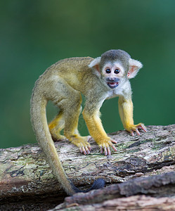 猴子摇树素材小型普通松鼠猴子森林雨林动物幸福世界灵长类野生动物哺乳动物尾巴荒野背景