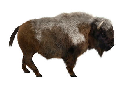 美国比森荒野浅黄色濒危棕色牛角水牛男性动物哺乳动物白色背景图片