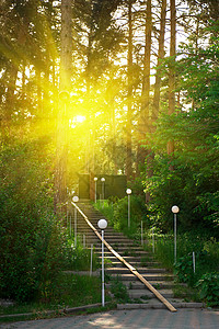 森林树木针叶风景远足阳光季节公园苔藓太阳荒野花园高清图片素材