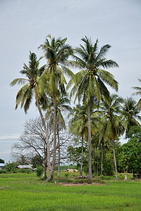 草丛中椰子树草地中的椰子树背景