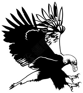 飞秃鹰插图翅膀雏鸟动物飞行剪贴捕食者森林绘画高清图片