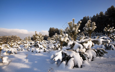 森林木头针叶生长寒冷脆弱性荒野松树雪花天空环境种植园高清图片素材