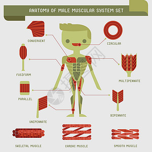背阔肌雄性肌肉系统解剖插画