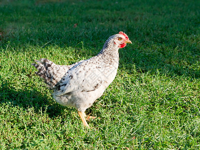 平滑图家畜农业母鸡公鸡动物草地红色农场乡村羽毛红色的高清图片素材