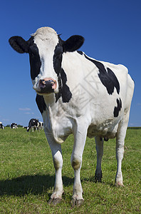 绿草上美丽的牛高清图片