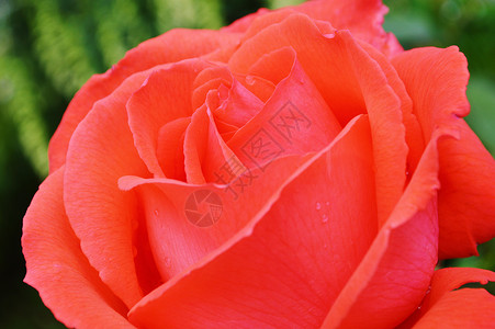 红玫瑰植物群花卉植物学园林红色宏观背景图片
