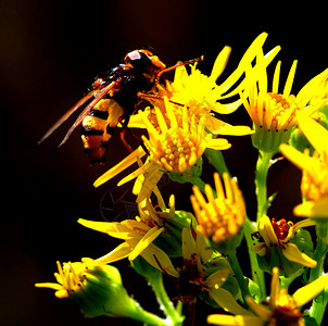 昆虫熊蜂草地花朵花蜜森林背景图片