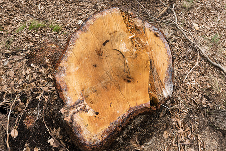森林里被砍掉的树尖砍伐柏油生长生态叶子材料木工人环境农业树桩硬木高清图片素材