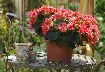 花园装饰 开花的陶瓷植物辉煌盆花花盆盆栽海棠桌子红色背景图片