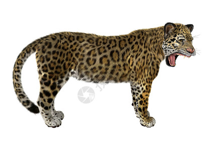 大猫美洲豹荒野哺乳动物危险野生动物濒危猎人野猫白色食肉猫科背景图片