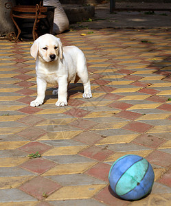 花园里的黄黄色的拉布拉多小狗 带着球背景图片