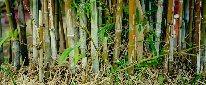 绿竹树在花园里 天然背景背景图片