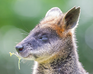 悉尼动物Kangaroo 瓦拉比近视肖像图标哺乳动物袋鼠野生动物婴儿小袋鼠背景