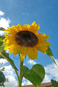 太阳花植物种子活力太阳农业黄色天空蓝色场地季节背景图片