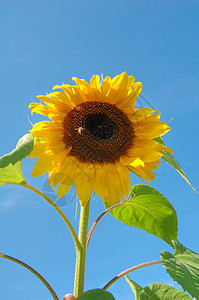 太阳花黄色太阳种子场地天空蓝色植物季节农业活力背景图片