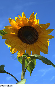 太阳花天空太阳活力农业季节种子场地蓝色黄色植物背景图片
