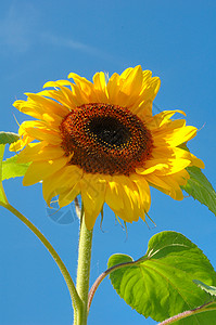 太阳花活力蓝色季节种子植物农业天空场地黄色太阳背景图片