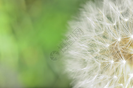 宏观吹球白色种子白花背景图片