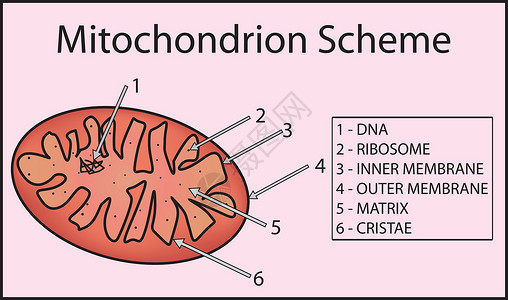 细胞器米托孔德里翁风琴结构 米托孔德里翁的解剖设计图片
