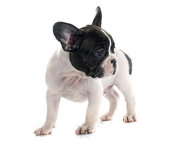 小狗法国斗牛犬宠物黑色斗牛犬白色棕色工作室动物背景图片