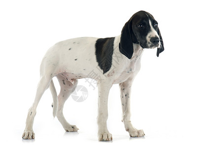 亚乌韦尔涅小狗动物宠物指针猎犬猎狗白色黑色高清图片
