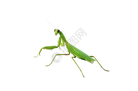 螳螂姿态绿祈祷虫宏观白色漏洞姿态荒野昆虫胸部腹部动物螳螂背景