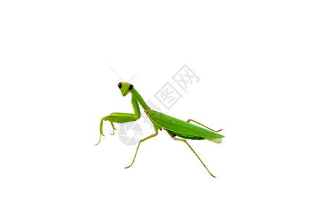 螳螂姿态绿祈祷虫腹部绿色宏观胸部姿态荒野白色叶子生活螳螂背景
