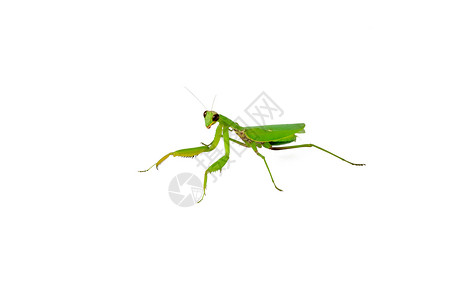 螳螂姿态绿祈祷虫昆虫胸部宏观叶子绿色生活漏洞荒野姿态腹部背景