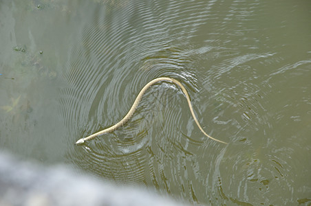 在河中游泳的草蛇脊椎动物农村爬虫背景图片