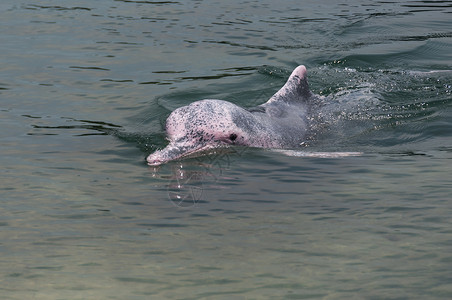 稀有的粉红海豚粉色动物动物群热带荒野游泳海洋哺乳动物背景
