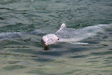 稀有的粉红海豚哺乳动物热带海洋粉色荒野动物动物群游泳背景