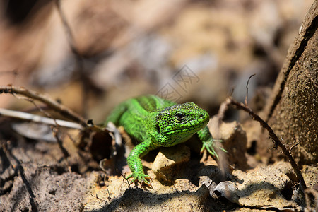 在石块 落叶和树枝之间跟踪绿蜥蜴可爱的高清图片素材