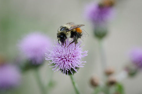 小蜜蜂喂养着一个毒虫背景图片