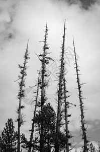 五棵树 天黑白雪林公园背景图片