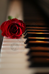 活生生摄影钢琴玫瑰背景图片