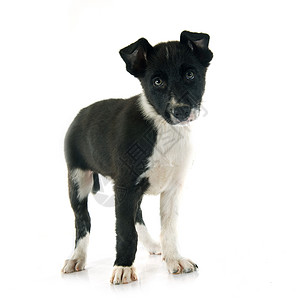 小小狗边框 collie动物黑色宠物工作室白色牧羊犬背景图片