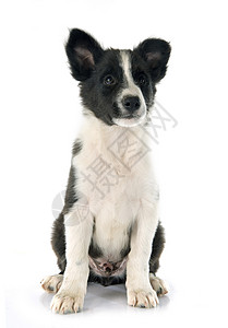 小小狗边框 collie宠物黑色动物工作室白色牧羊犬背景图片