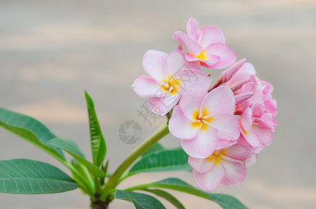 粉红花花植物局部白色鸡蛋花叶子花园花瓣黄色粉色植物群背景图片