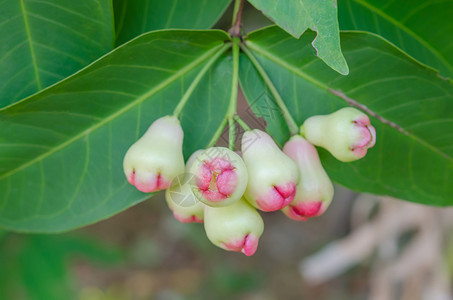 玫瑰苹果绿色团体花园红色生产水果叶子食物背景图片