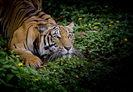 老虎在寻找猎物 准备抓住它眼睛虎纹危险细度叶子活力鼻孔虎脸动物条纹背景图片