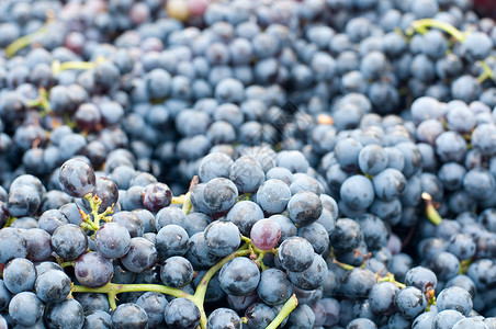 一群葡萄兰布鲁斯科Lambrusco收获季节速度泡酒农民侍酒师旋转新闻排水机器背景图片