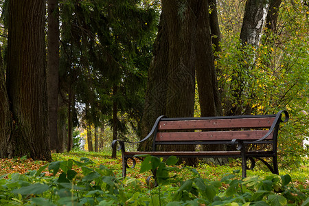 阿布拉姆策沃保留地树木建筑学椅子座位自然背景图片